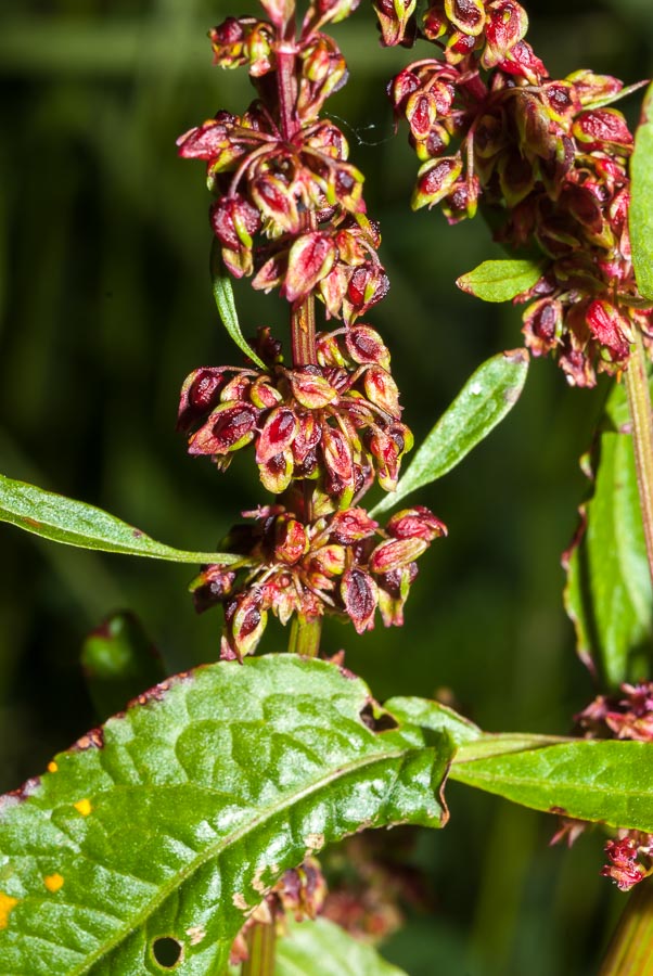 Rumex cfr. crispus